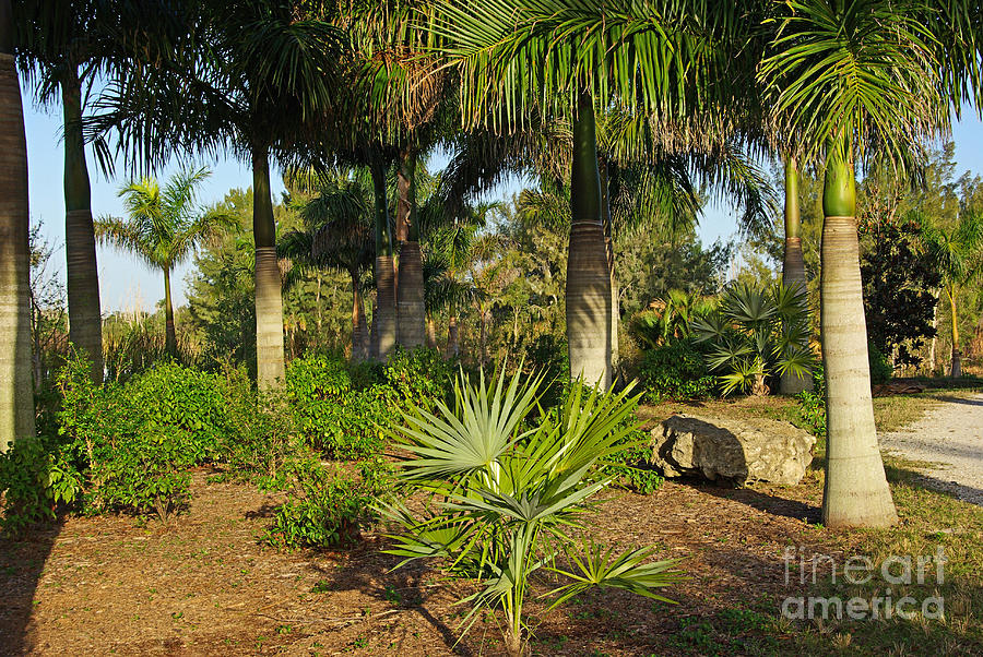 Nature Photograph - Natural beauty of Florida by Zalman Latzkovich