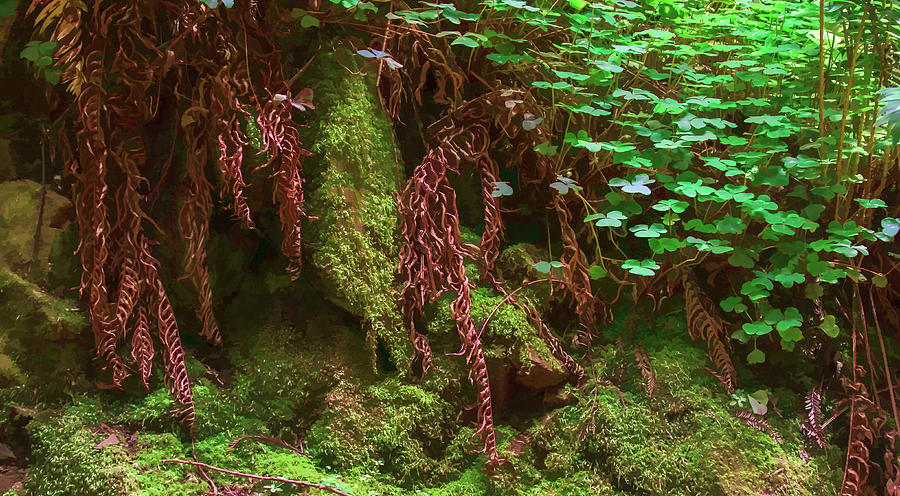 Natural Beauty On The Forest Floor Photograph