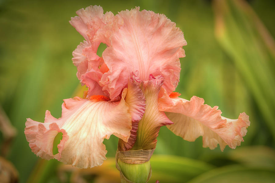 Iris Photograph - Natural Charm by Kristina Rinell