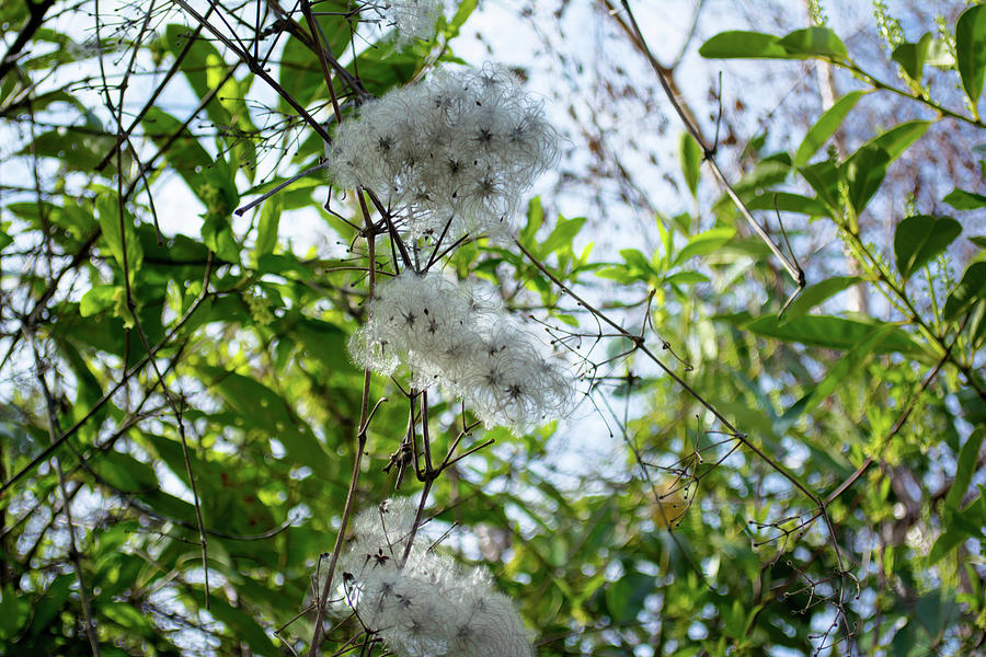 Natural Cotton Balls Photograph by Tikvahs Hope