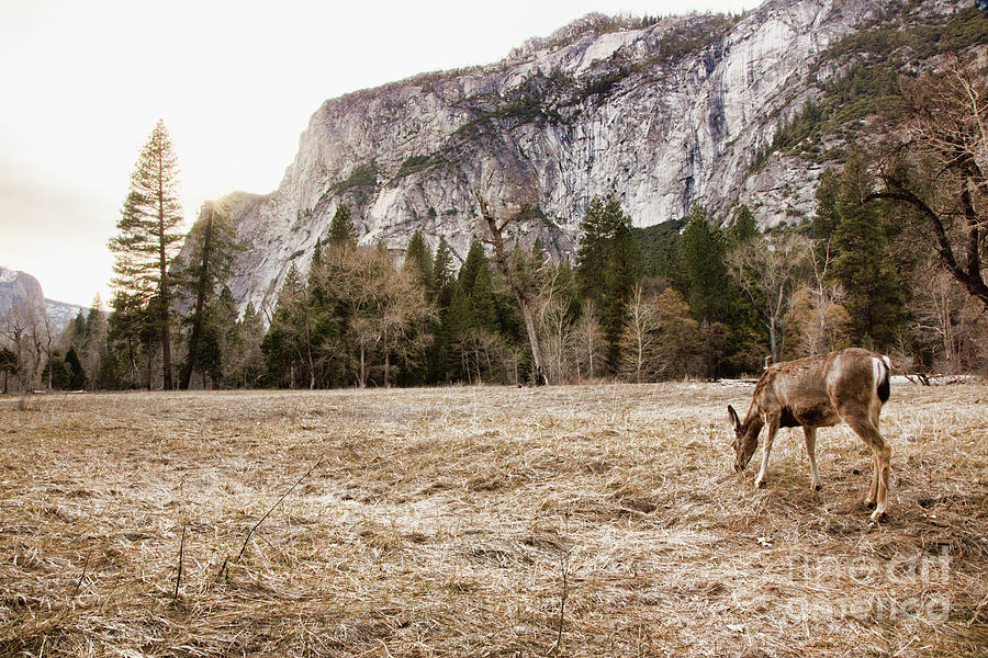 Natural Deer Yosemite National Park  Photograph by Chuck Kuhn