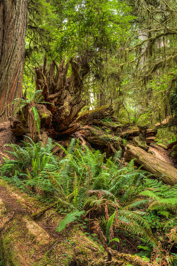 Natural Disorder -  Redwoods NP Photograph by George Buxbaum