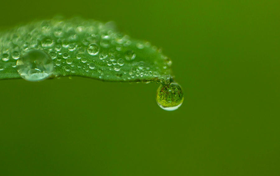 Natural Drop Photograph by Evan Ahmed - Fine Art America