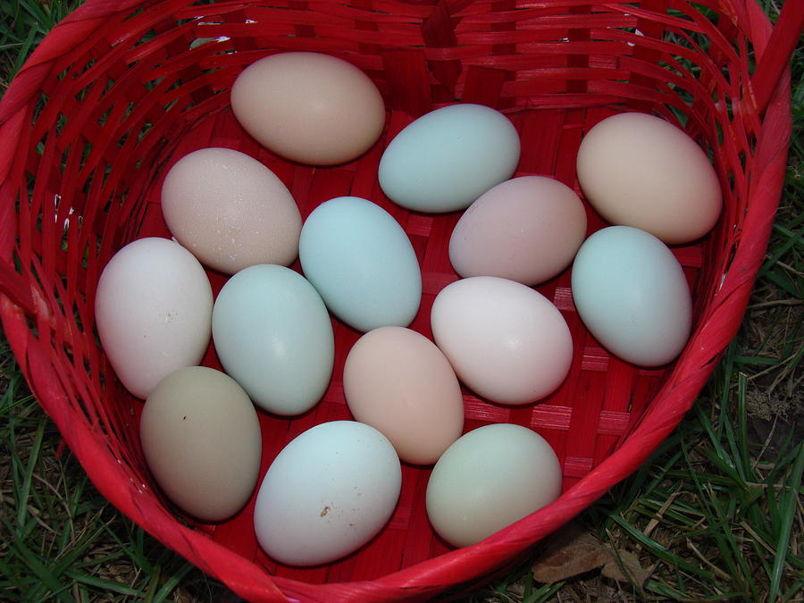 Natural Easter Basket Photograph by Michael MacGregor