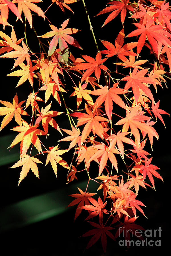 Autumn Photograph - Natural Fire by Dean Triolo
