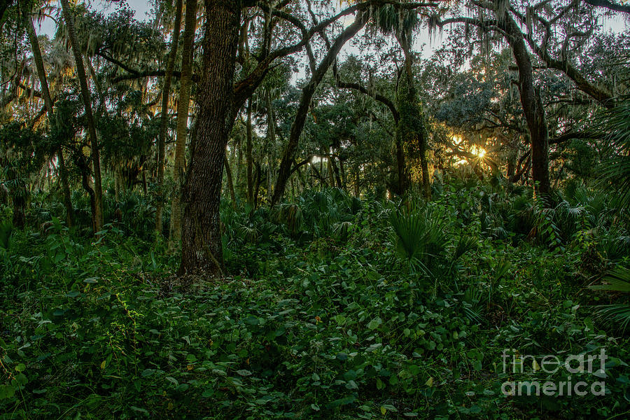 Natural Florida Wilderness Photograph by Brian Kamprath