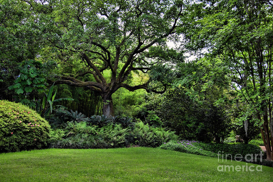 Natural Green Landscape Trees Plants  Photograph by Chuck Kuhn