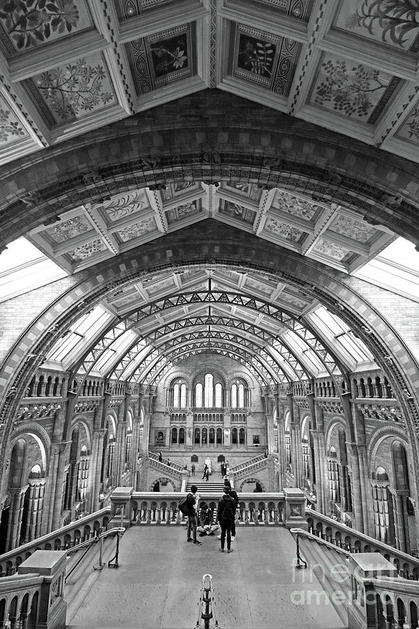 Natural History Museum London 4 Photograph by Julia Gavin