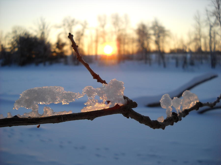 Natural Ice Animals in Winter Photograph by Kent Lorentzen
