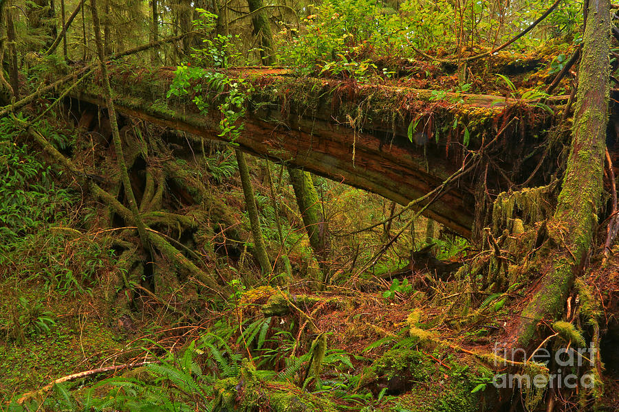 Natural Log Bridge Photograph by Adam Jewell