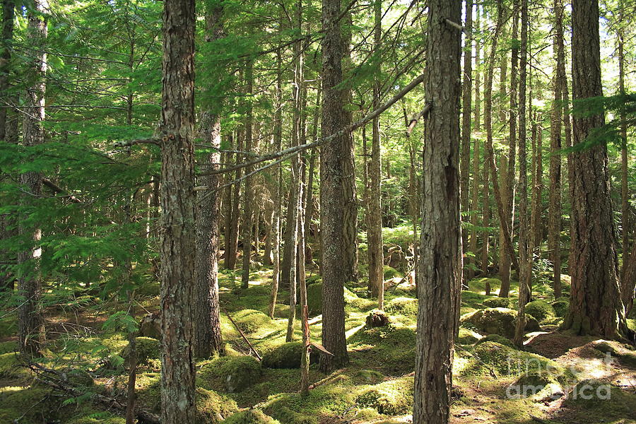 Moss Floor Forest Photograph by Lisa Tsimaras - Fine Art America