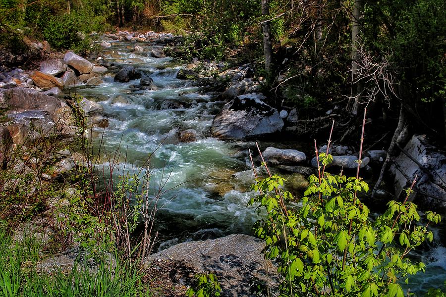 Natural Mountain Stream  Photograph by Buck Buchanan