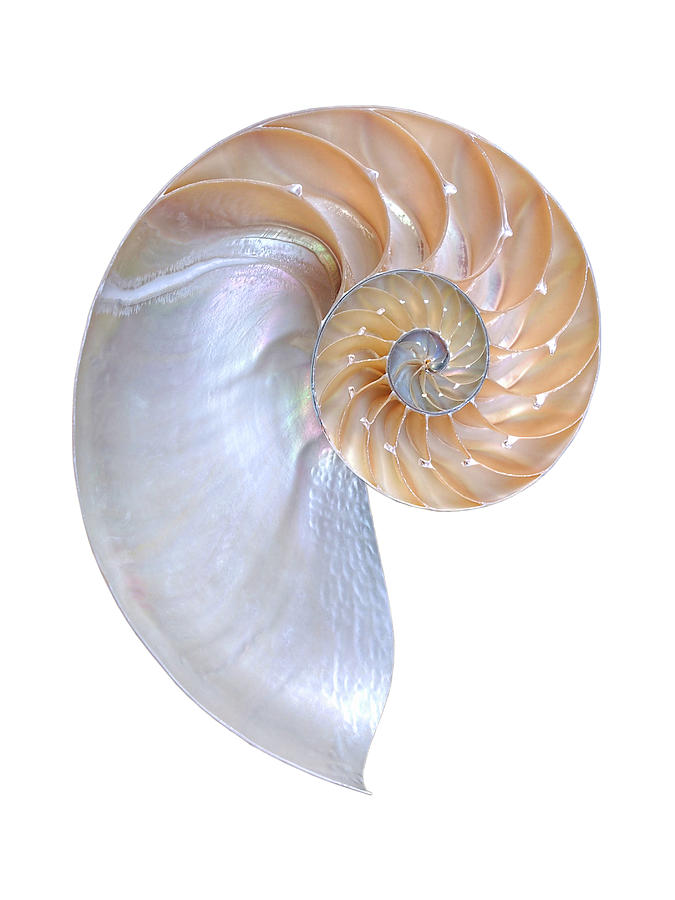 Natural Nautilus On White Vertical Photograph by Gill Billington