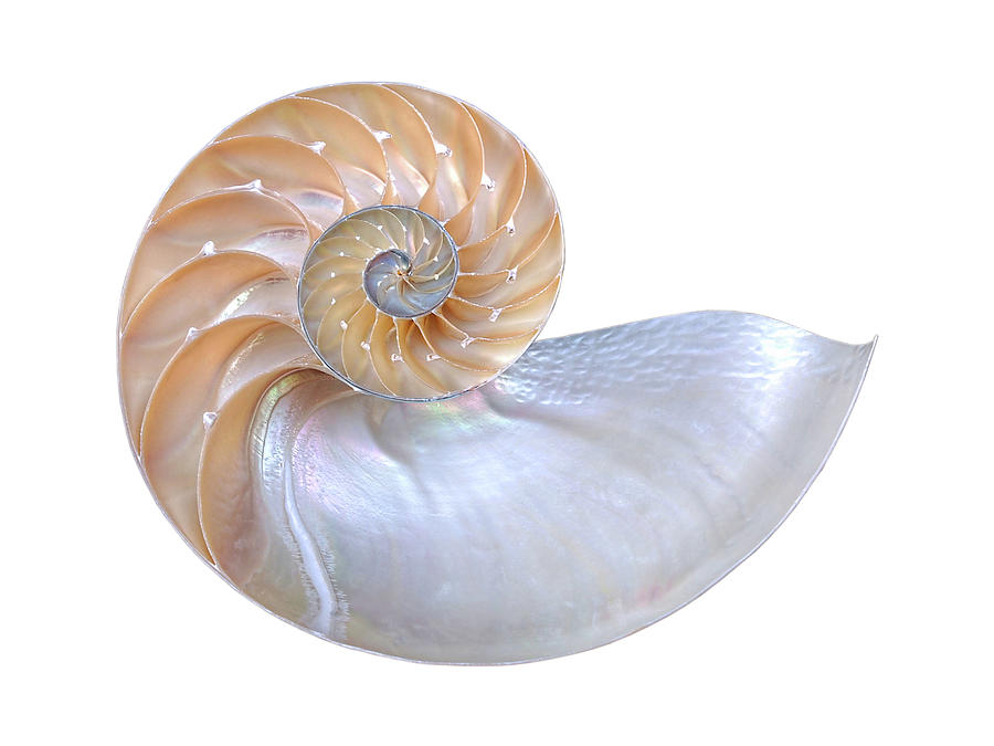 Abstract Photograph - Natural Nautilus Seashell On White by Gill Billington