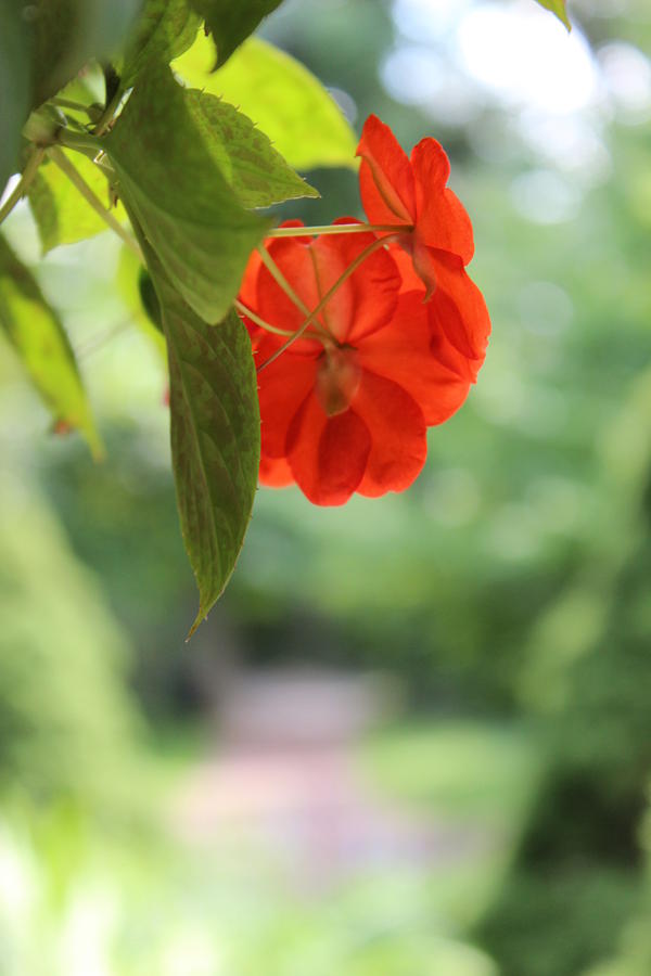 Natural Parasol in Red Photograph by Deborah Greenhut - Pixels