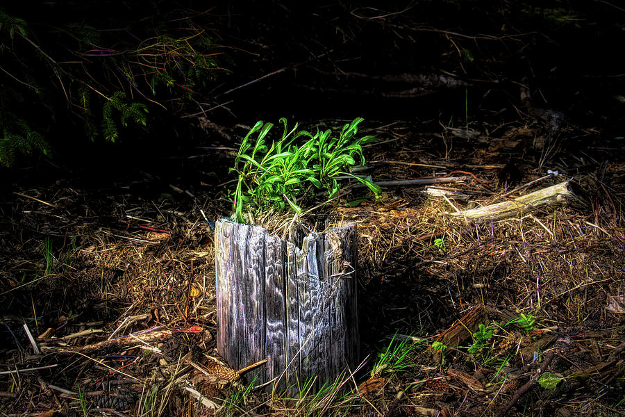 Natural Planter Photograph by Bill Posner