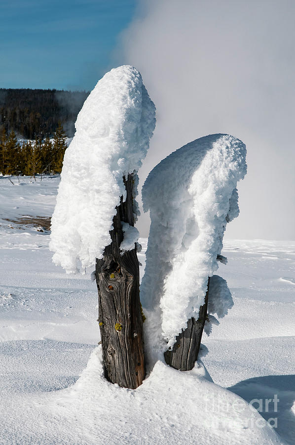 Natural Popsicles Photograph by Bob Phillips