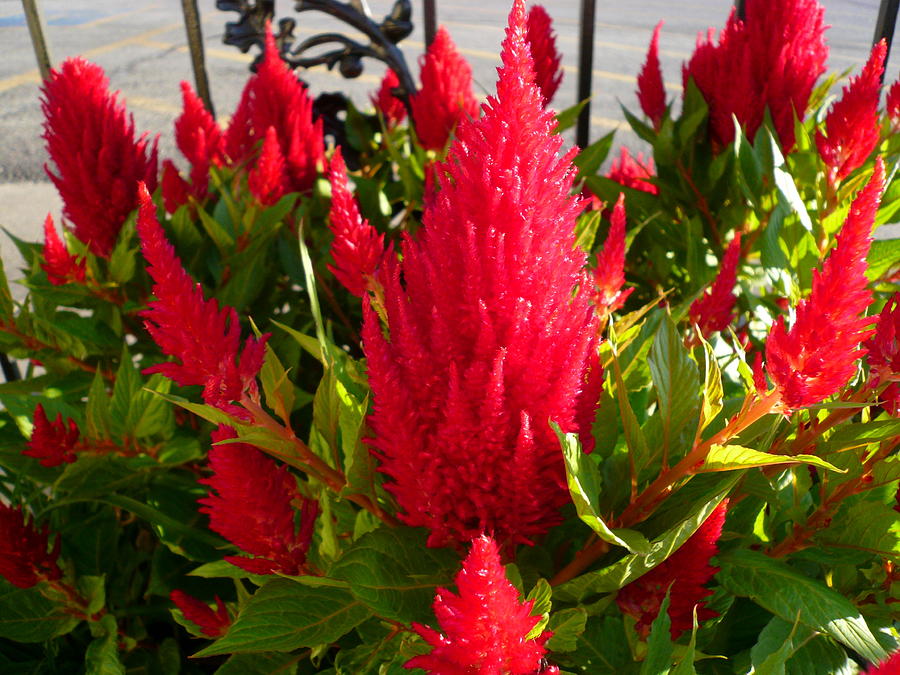 Natural Red Photograph by Connie Young | Fine Art America