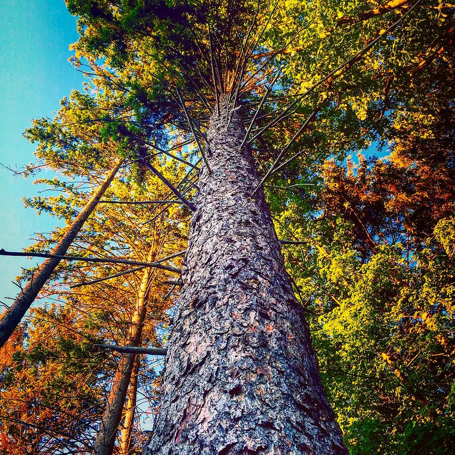 Tree Photograph - Natural Skyscraper by Joseph Mari Tree Photograph - Natural Skyscraper by Joseph Mari