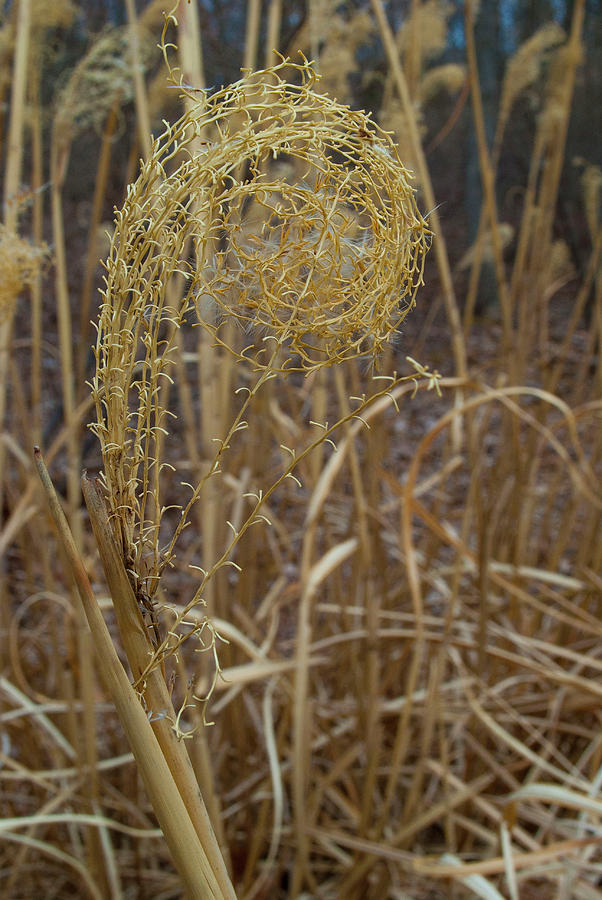 Natural Spirals Photograph by Abigail Dobrowolski - Fine Art America