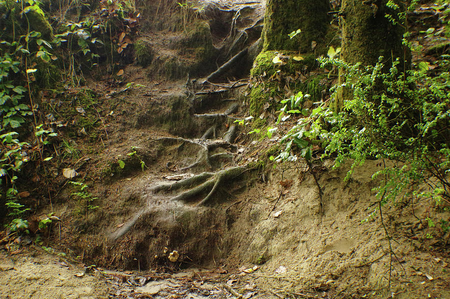 Natural Staircase Photograph by Adria Trail