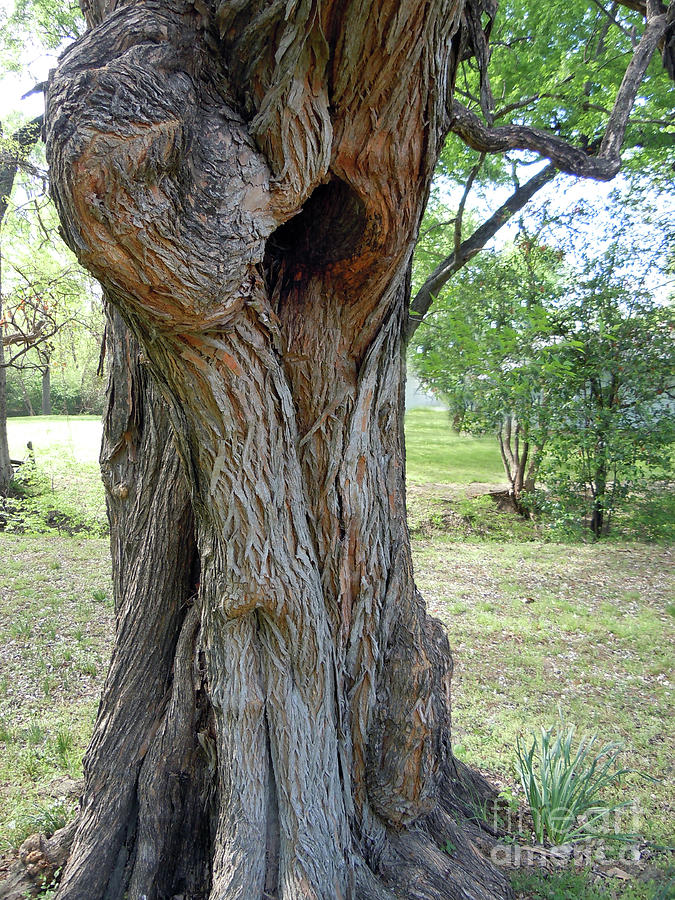 Natural Tree Hugger Photograph by Joy Tudor