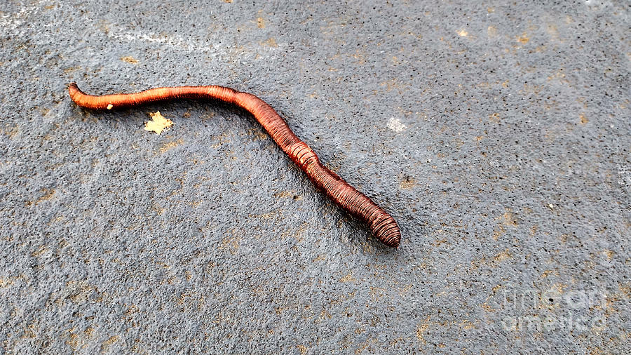Naturally Bronzed Earthworm Photograph by Robert Knight