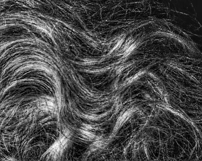 Naturally Curly Photograph by Patricia E Sundik - Fine Art America