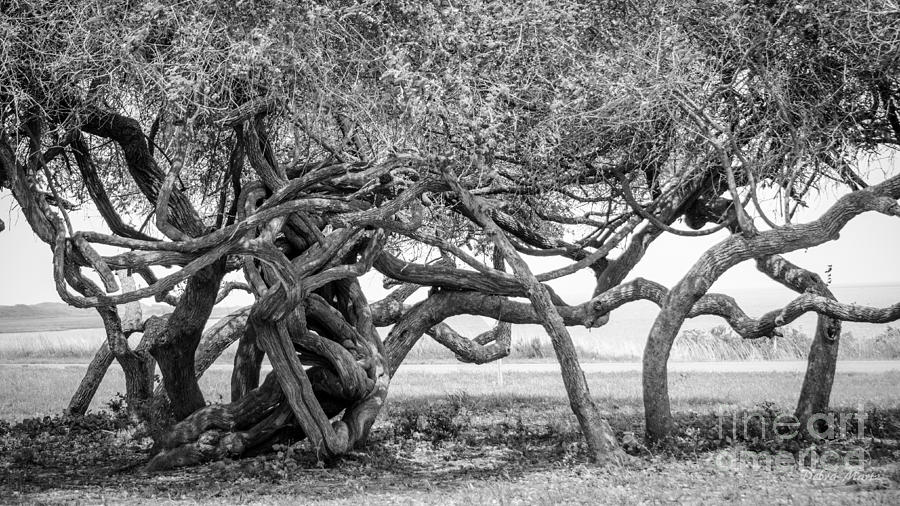 Tree Photograph - Naturally Gnarled Nature by Debra Martz