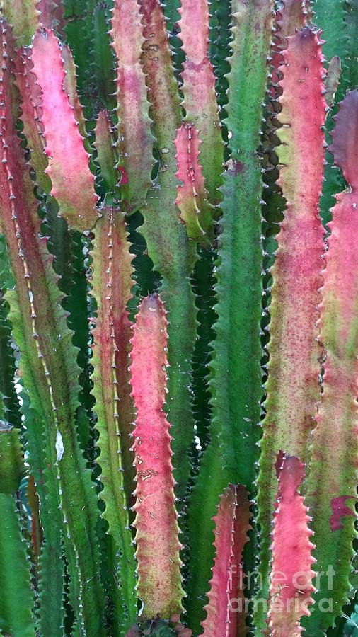 Naturally Pink colored Cereus Photograph by Jennifer E Doll