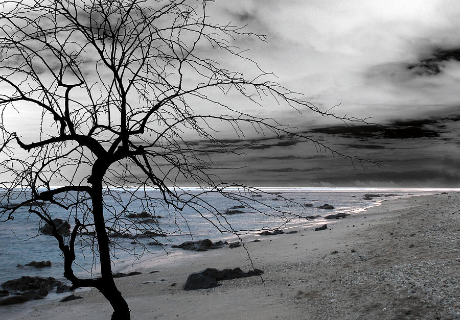 Nature - Sad Tree Photograph by Munir Alawi