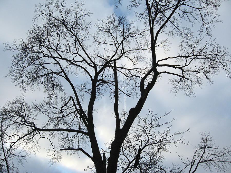 Nature - Tree in Toronto Photograph by Munir Alawi