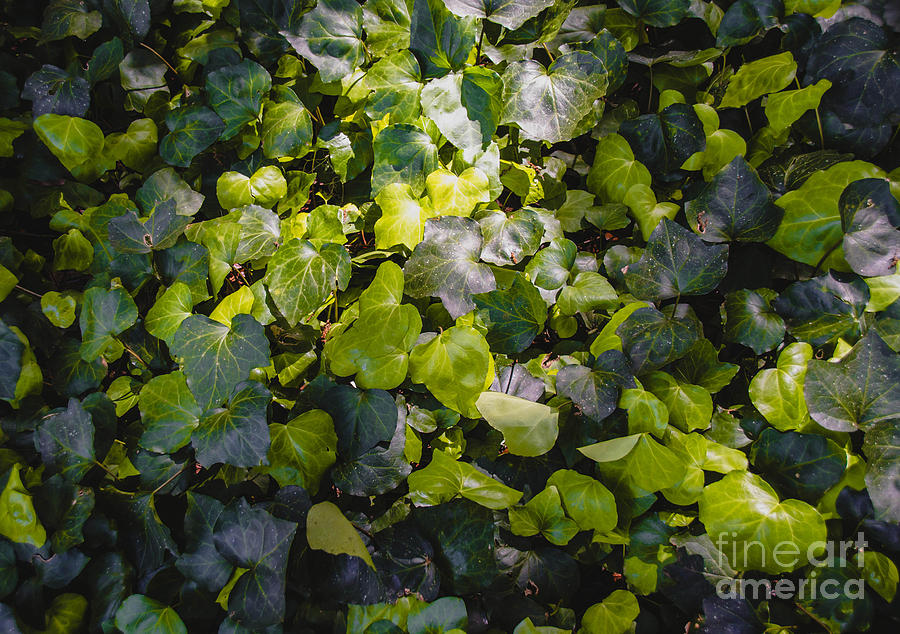 Nature Abstract 5 Photograph by Andrea Anderegg
