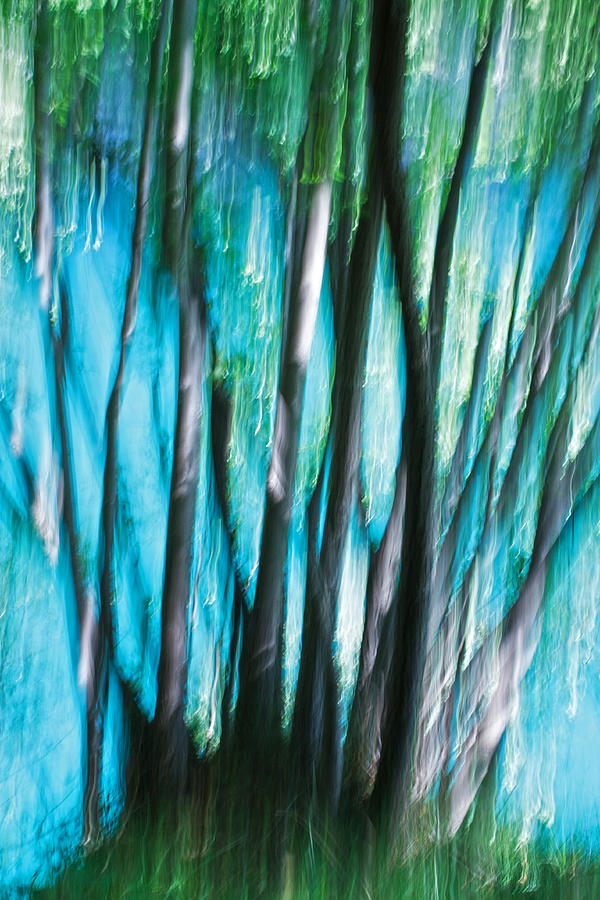 Tree Photograph - Nature Abstract by Daniel Csoka