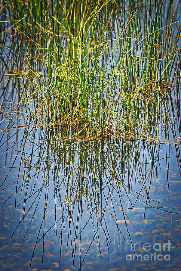 Nature Abstract - Grass Reflections Photograph by Kerri Farley