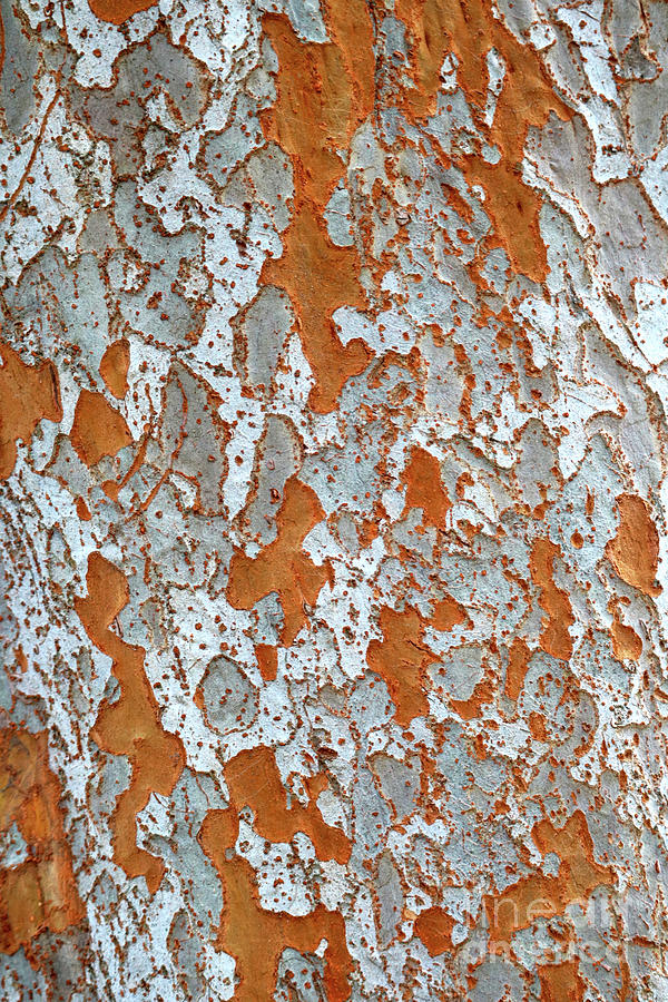 Nature Abstract - Orange and Gray Bark Photograph by Carol Groenen