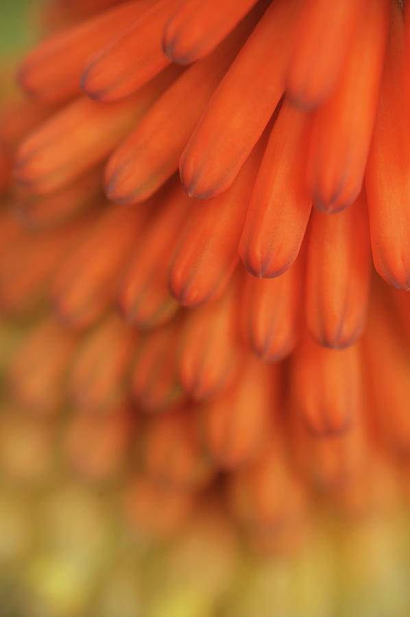Nature Abstract. Red Hot Pokers Photograph by Jenny Rainbow