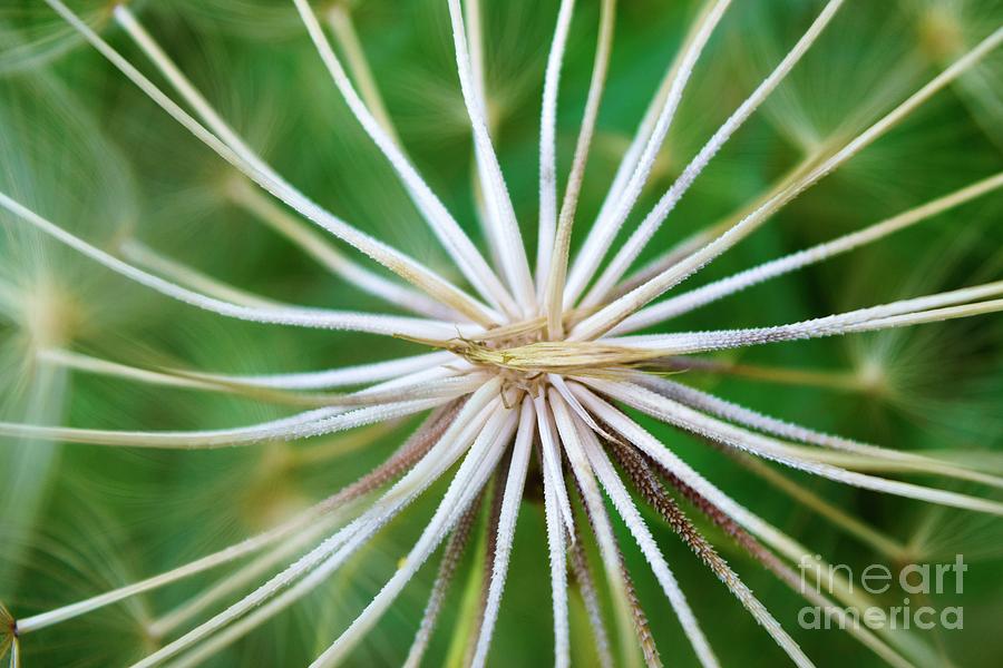 Nature Abstract Photograph
