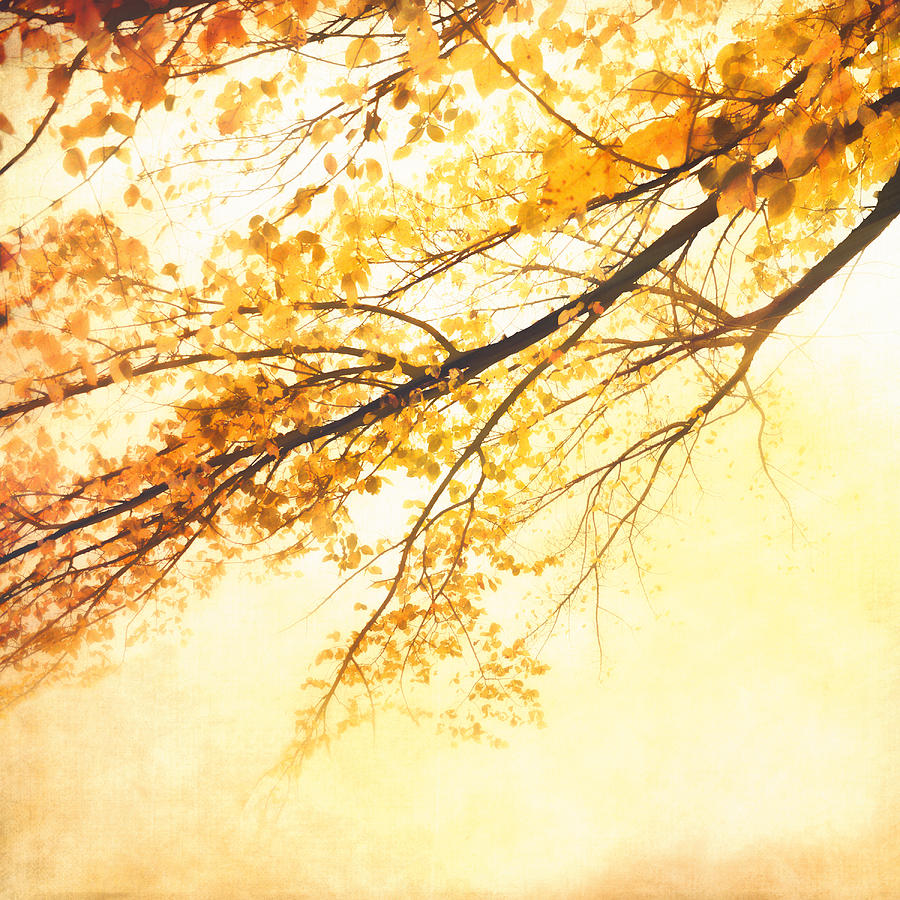 Fall Photograph - nature art Autumn Branch  by Ann Powell