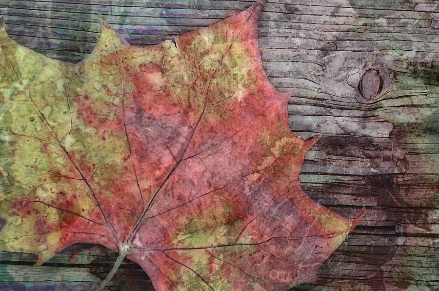 nature - art - Fallen Leaf Digital Art by Ann Powell