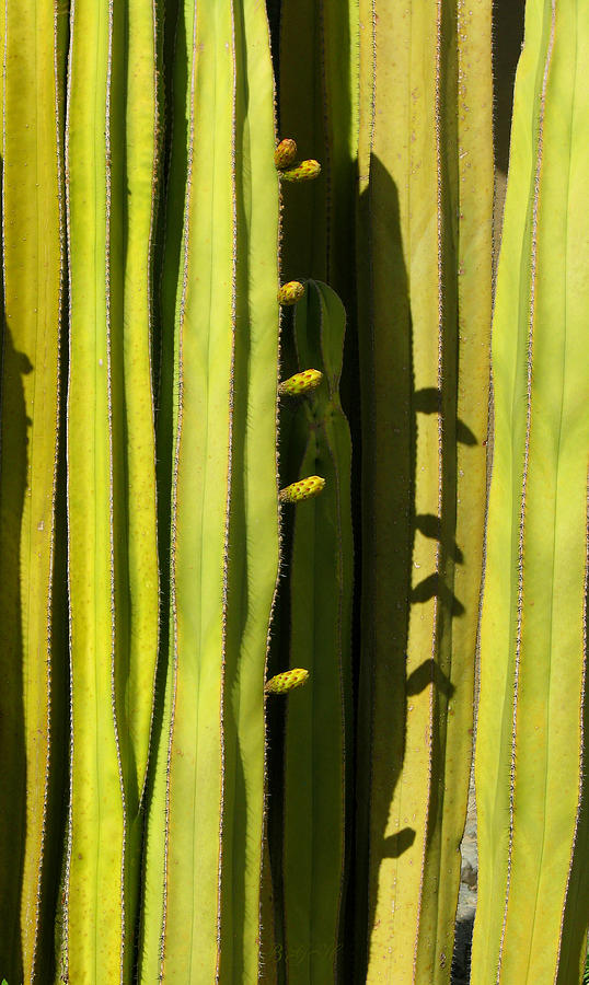 Nature as Art - Desert Succulents - Desert Plants Macro Art - Cacti Photograph by Brooks Garten Hauschild