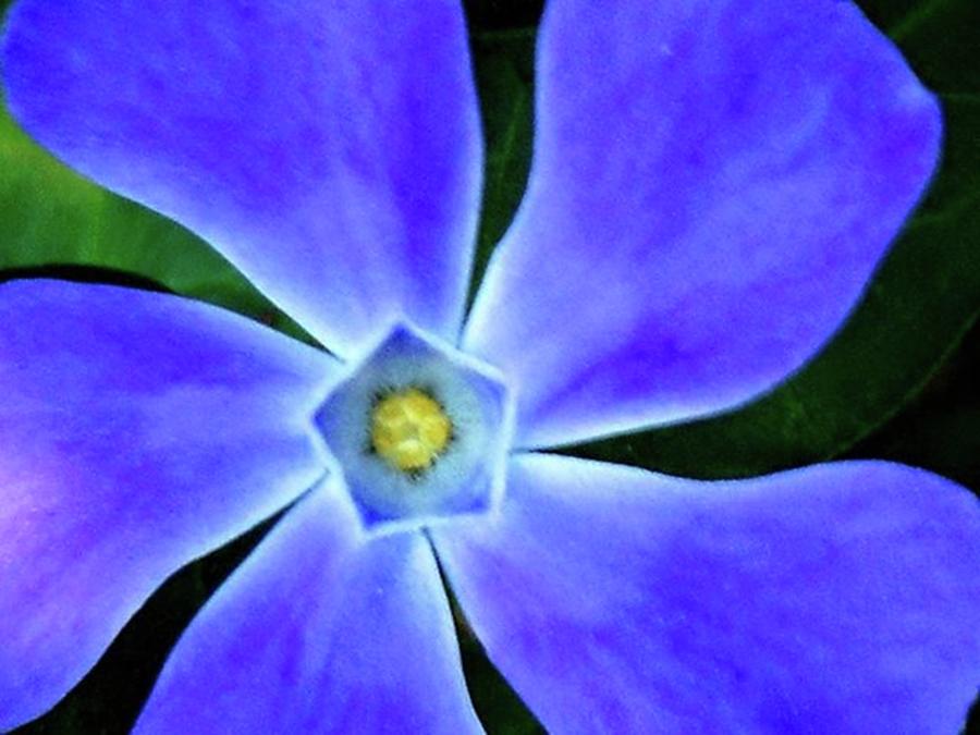 Flower Photograph - Nature Becomes by Cheray Dillon