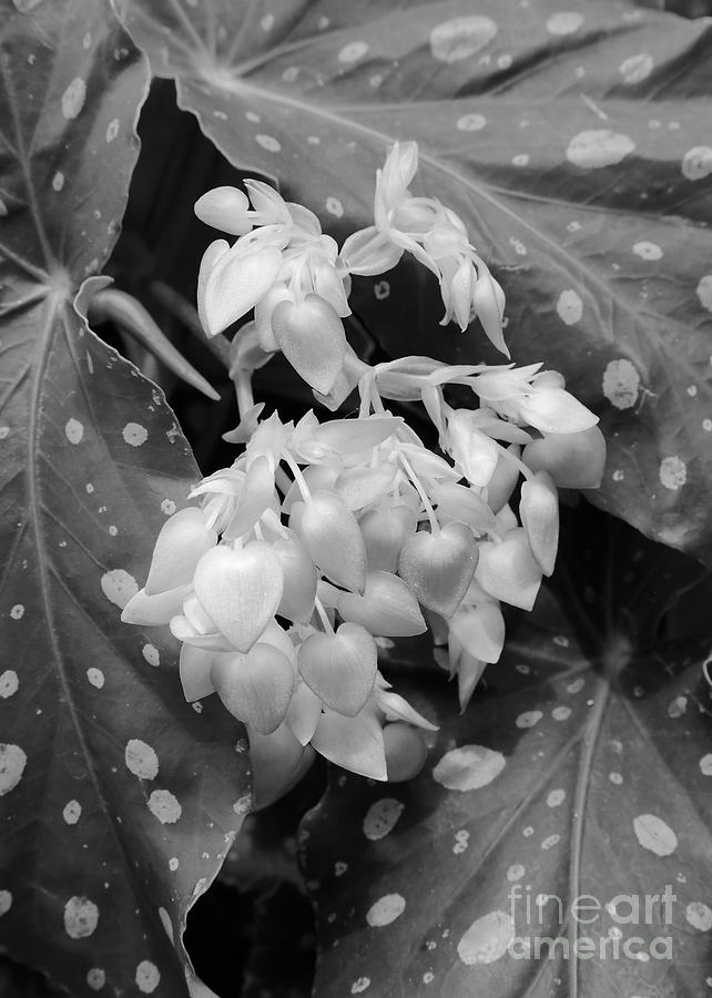 Nature Black and White - Angel Wing Begonia Photograph by Carol Groenen