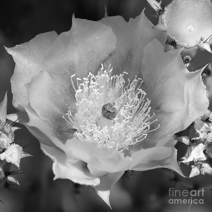 Nature Black and White - Cactus Flower Photograph by Carol Groenen - Pixels