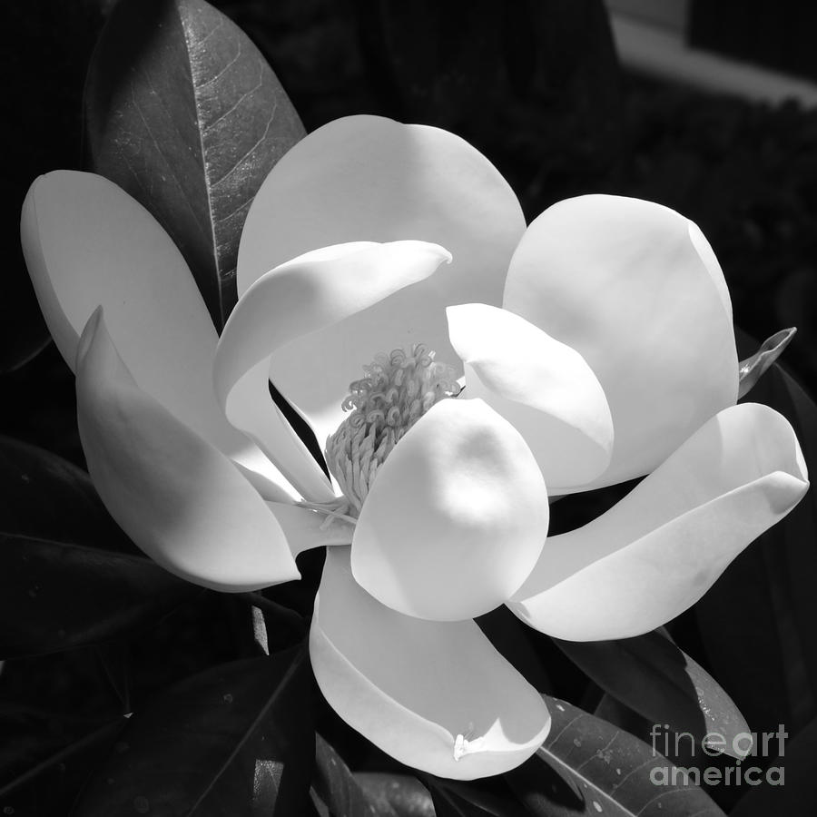 Nature Black and White - Magnolia Photograph by Carol Groenen
