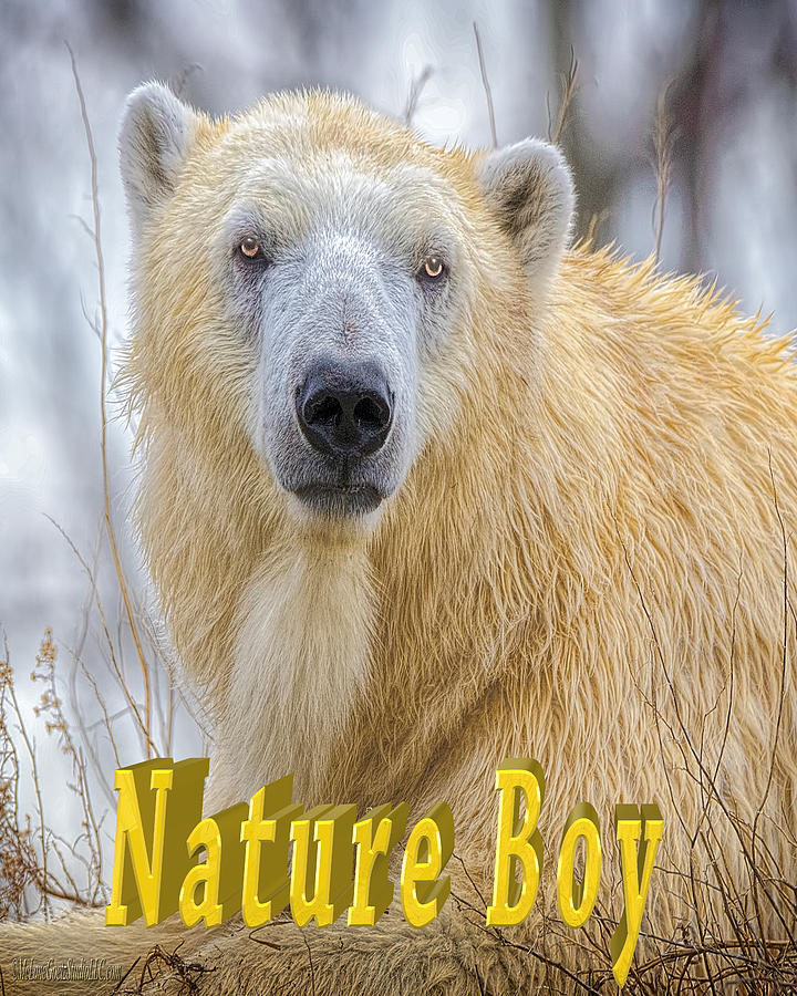 Nature Boy Polar Bear Photograph by LeeAnn McLaneGoetz McLaneGoetzStudioLLCcom