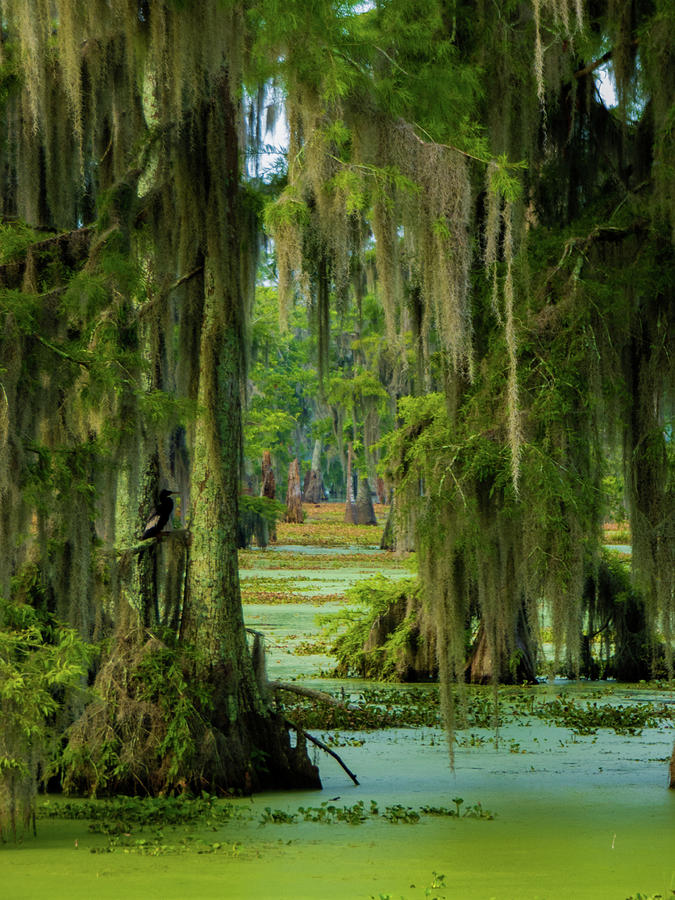 Swamp Curtains In June Photograph by Kimo Fernandez