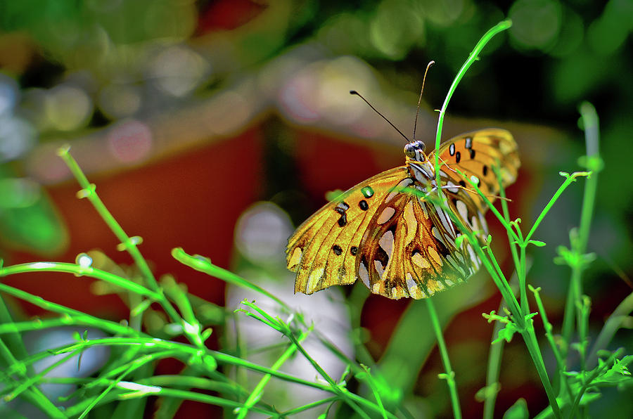 Nature - Butterfly and Plants Photograph by Carlos Alkmin