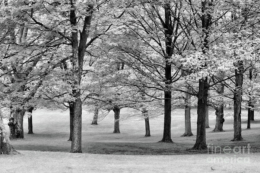 Nature BW Photograph by Chuck Kuhn