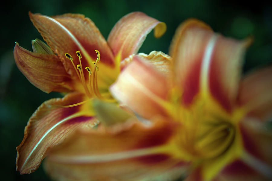 Lily Photograph - Nature Close-up 2 by Plamen Petkov